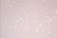 000_Schneegestoeber-ML22-Tusche-LW-30x30cm-KR
